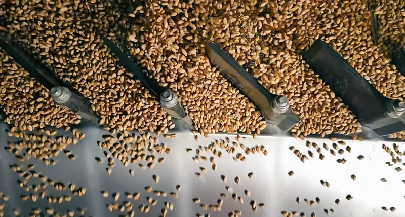 Це макрознімок процесу промислового очищення або сортування зерна.