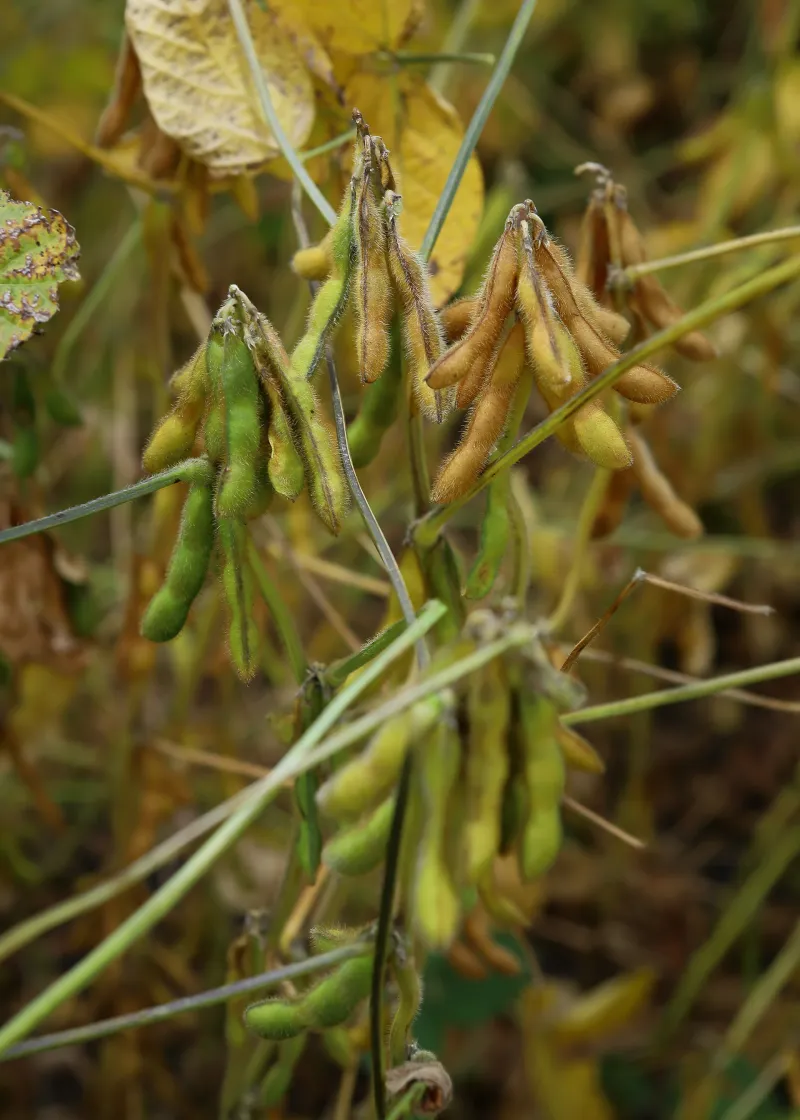 Урожай сої