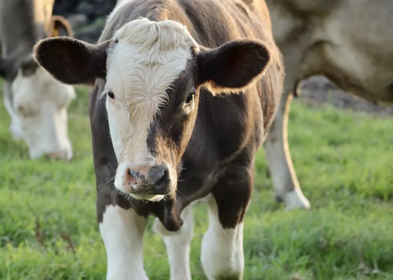 молода корова